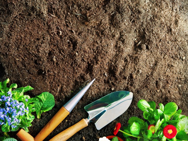Frühlingsblumen im Garten pflanzen, © Alexander Raths – stock.adobe.com