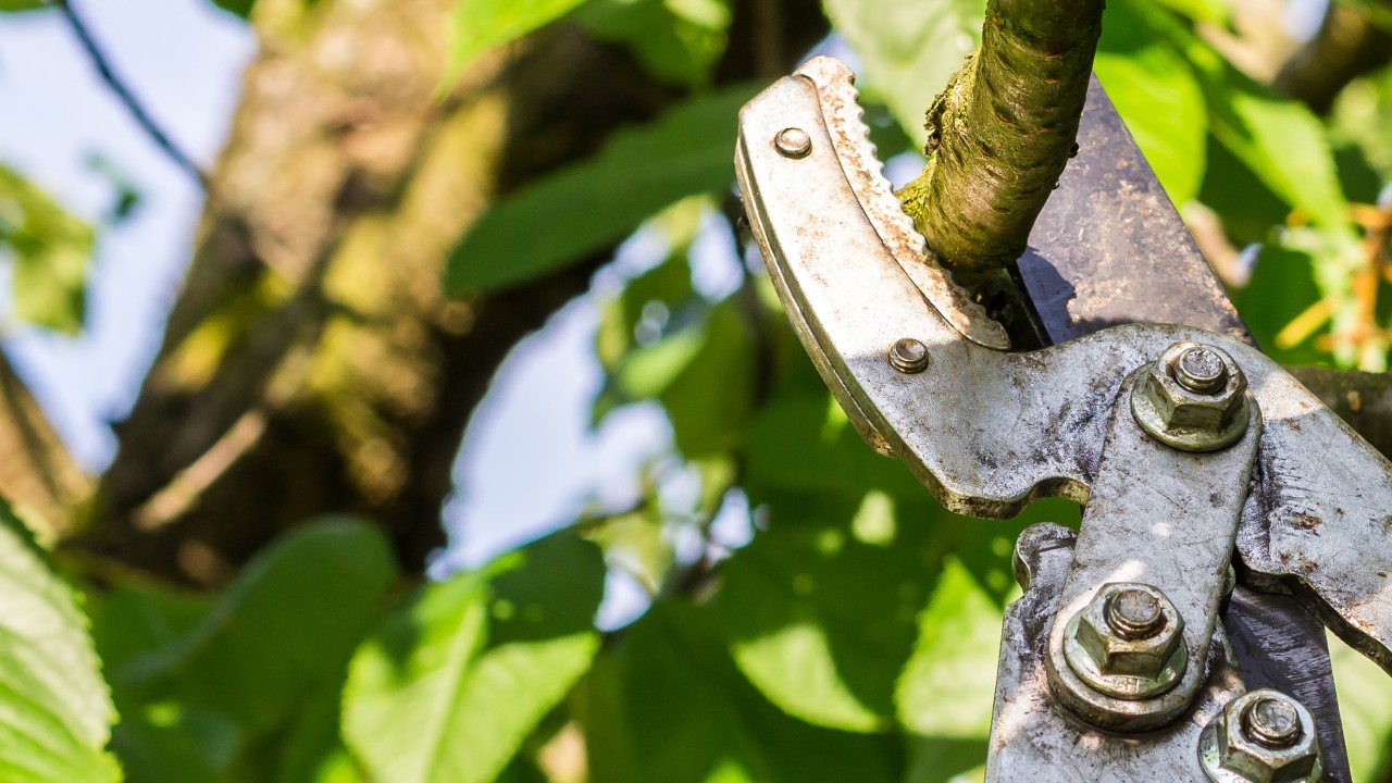 Kirschbaum wird mit einer großen Astschere beschnitten, © animaflora /Fotolia