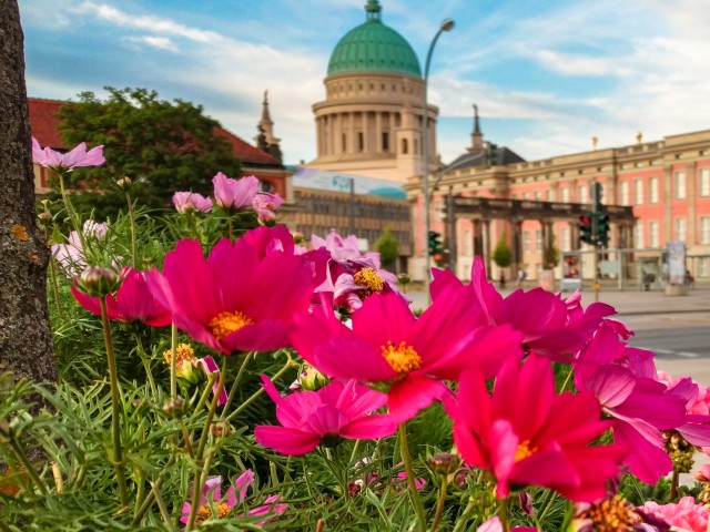 Bunte Blumen am Neuen Lustgarten mit dem Stadtschloss und der Nikolaikirche im Hintergrund, © Nils Schulz