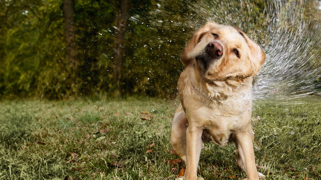 Hund schüttelt sich im Garten , © Darius Ramazani